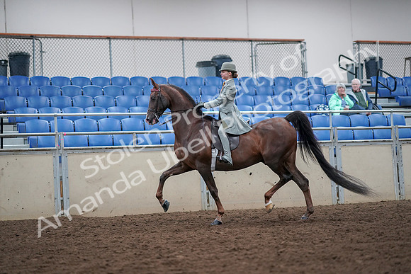 2019 Morgan Horse Show - Aug 30, 2019 - 17781