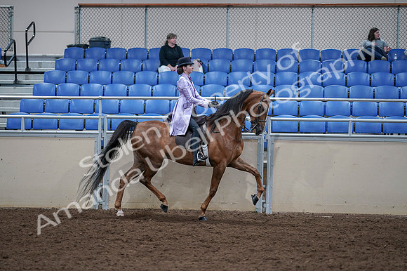 2020 - AB Morgan Horse - Fri, Sept 04 - 05091