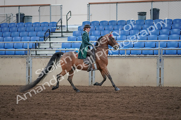 2019 Morgan Horse Show - Sept 01, 2019 - 13302