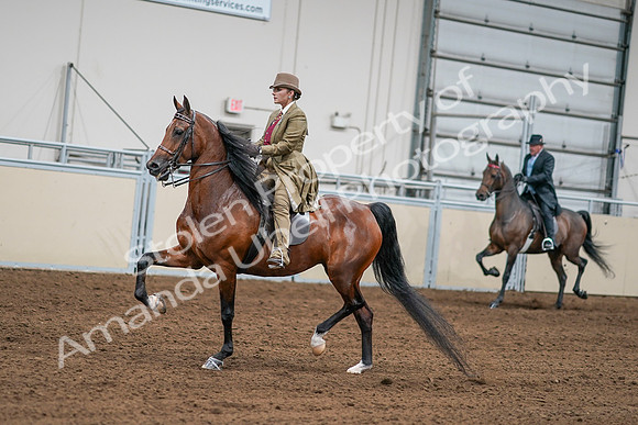 2020 - AB Morgan Horse - Sat, Sept 05 - 07986