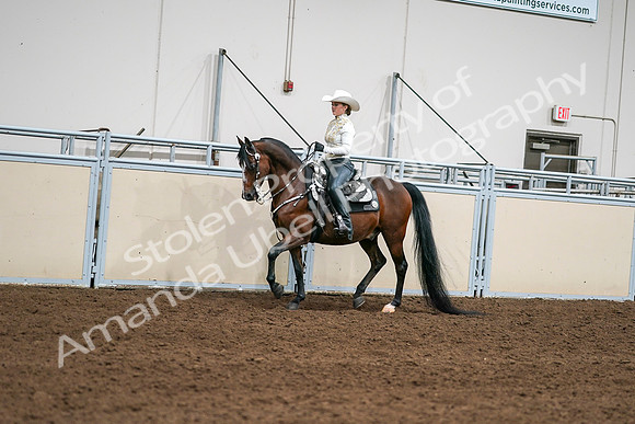 2020 - AB Morgan Horse - Sat, Sept 05 - 08913