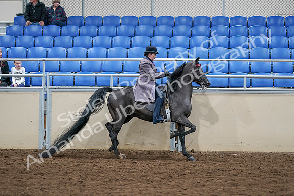 2020 - AB Morgan Horse - Sat, Sept 05 - 13846