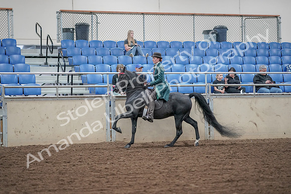 2019 Morgan Horse Show - Aug 30, 2019 - 15576