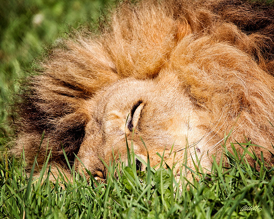 Big Cats - 025