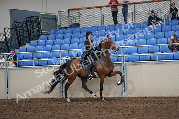 2020 - AB Morgan Horse - Sat, Sept 05 - 06798