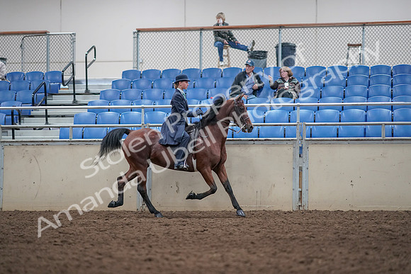 2019 Morgan Horse Show - Aug 31, 2019 - 08879