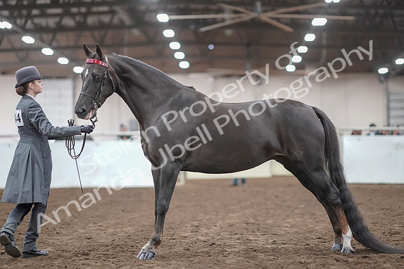 2019 Morgan Horse Show - Aug 31, 2019 - 01943