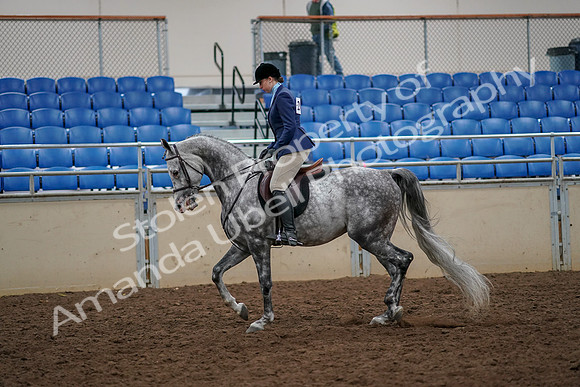 2019 Morgan Horse Show - Aug 30, 2019 - 22198