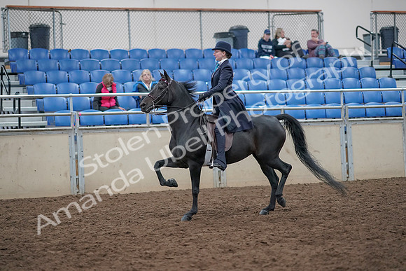 2019 Morgan Horse Show - Aug 31, 2019 - 18008