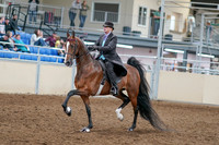 2020 - AB Morgan Horse - Sat, Sept 05 - 12911