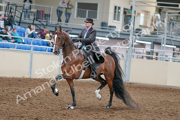 2020 - AB Morgan Horse - Sat, Sept 05 - 12911