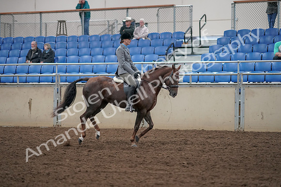 2019 Morgan Horse Show - Aug 31, 2019 - 07494