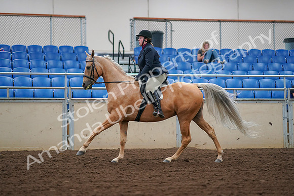 2019 Morgan Horse Show - Aug 30, 2019 - 16397