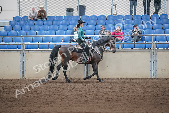 2019 Morgan Horse Show - Sept 01, 2019 - 07119