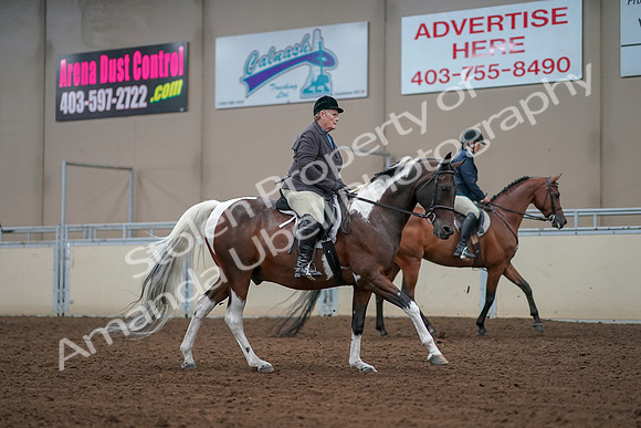 2019 Morgan Horse Show - Aug 30, 2019 - 16434