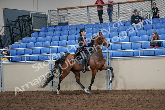 2020 - AB Morgan Horse - Sat, Sept 05 - 06799