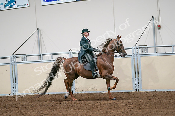 2020 - AB Morgan Horse - Fri, Sept 04 - 08105
