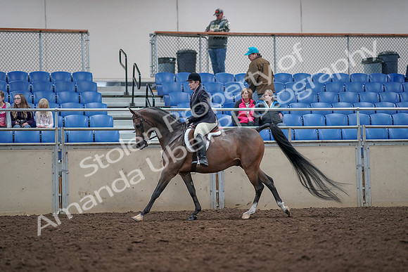 2019 Morgan Horse Show - Aug 31, 2019 - 15986