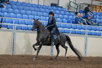 2020 - AB Morgan Horse - Sat, Sept 05 - 00820