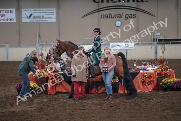 2019 Morgan Horse Show - Sept 01, 2019 - 13417