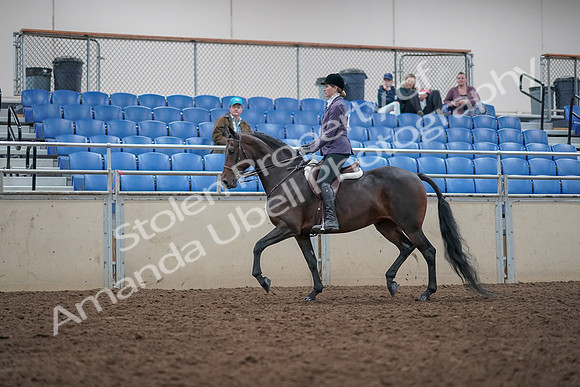 2019 Morgan Horse Show - Aug 31, 2019 - 14795