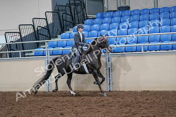 2020 - AB Morgan Horse - Sat, Sept 05 - 13912