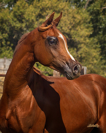 Arabians - 054