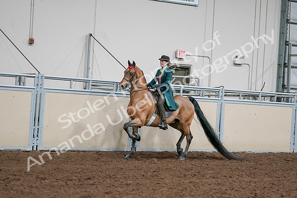 2020 - AB Morgan Horse - Sat, Sept 05 - 13668