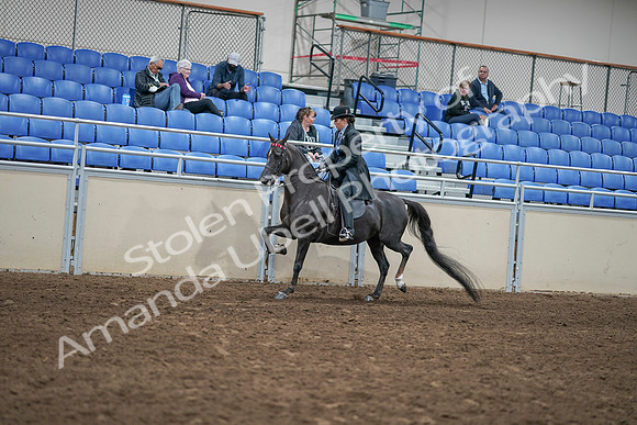2020 - AB Morgan Horse - Sat, Sept 05 - 00827