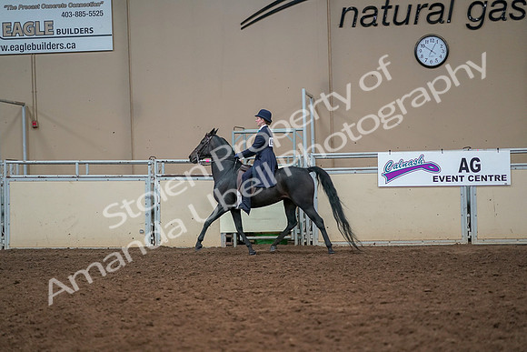 2019 Morgan Horse Show - Aug 30, 2019 - 12243