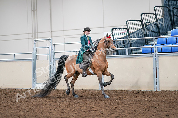 2020 - AB Morgan Horse - Sat, Sept 05 - 14017
