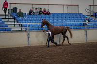 2019 Morgan Horse Show - Aug 31, 2019 - 02580