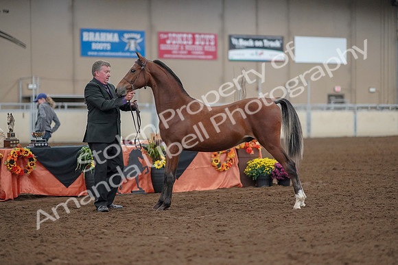 2019 Morgan Horse Show - Aug 30, 2019 - 25632