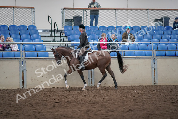 2019 Morgan Horse Show - Aug 31, 2019 - 15871