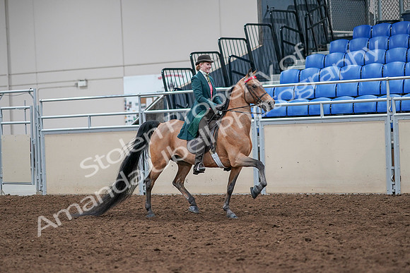 2020 - AB Morgan Horse - Sat, Sept 05 - 13860