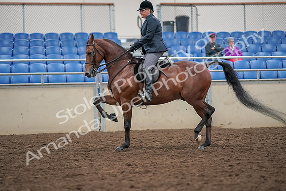 2019 Morgan Horse Show - Aug 30, 2019 - 20377