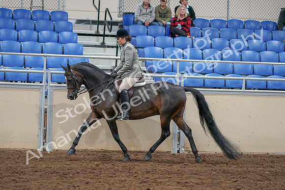 2020 - AB Morgan Horse - Sat, Sept 05 - 14341