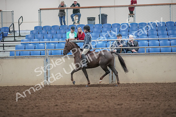 2019 Morgan Horse Show - Aug 31, 2019 - 07212