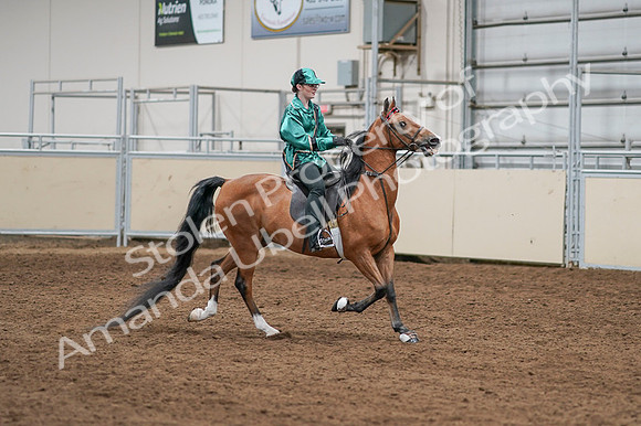 2020 - AB Morgan Horse - Fri, Sept 04 - 08681