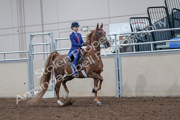 2020 - AB Morgan Horse - Fri, Sept 04 - 05224