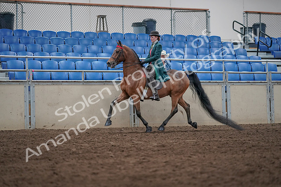 2019 Morgan Horse Show - Sept 01, 2019 - 13214