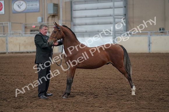 2019 Morgan Horse Show - Aug 30, 2019 - 25612