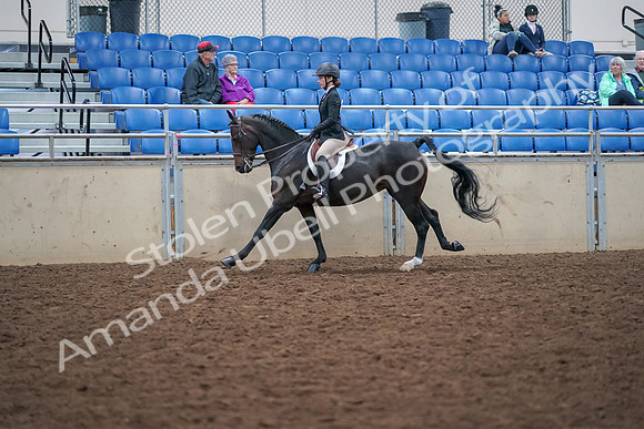 2019 Morgan Horse Show - Aug 30, 2019 - 20633