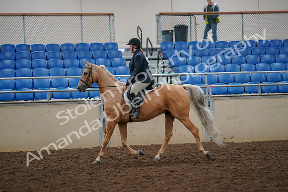2019 Morgan Horse Show - Aug 30, 2019 - 22179