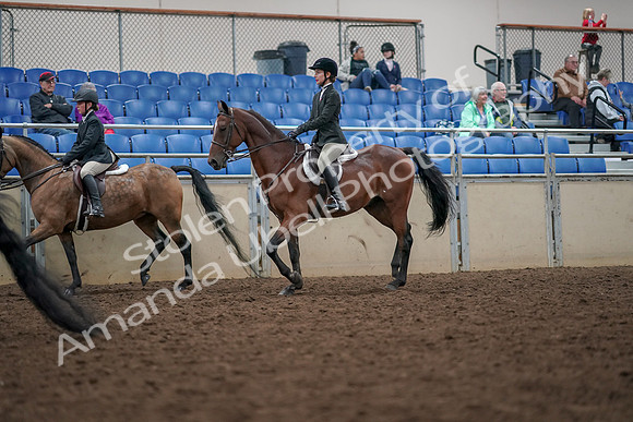 2019 Morgan Horse Show - Aug 30, 2019 - 20450