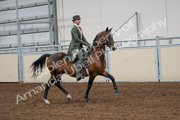 2020 - AB Morgan Horse - Fri, Sept 04 - 03360