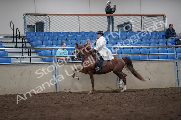 2019 Morgan Horse Show - Aug 31, 2019 - 08675