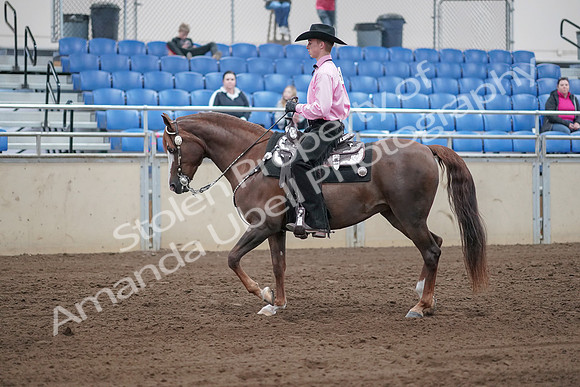 2019 Morgan Horse Show - Sept 01, 2019 - 06826