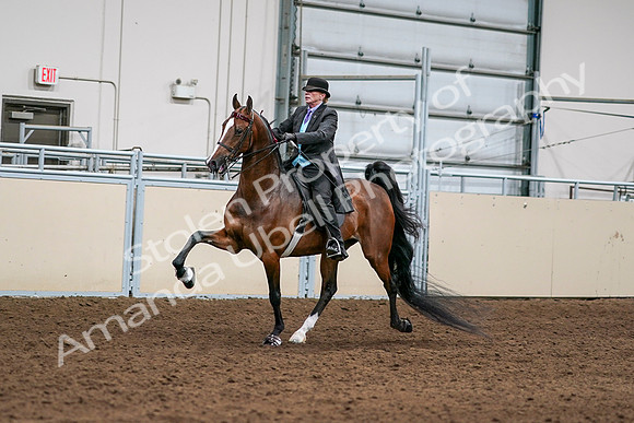 2020 - AB Morgan Horse - Sat, Sept 05 - 12977