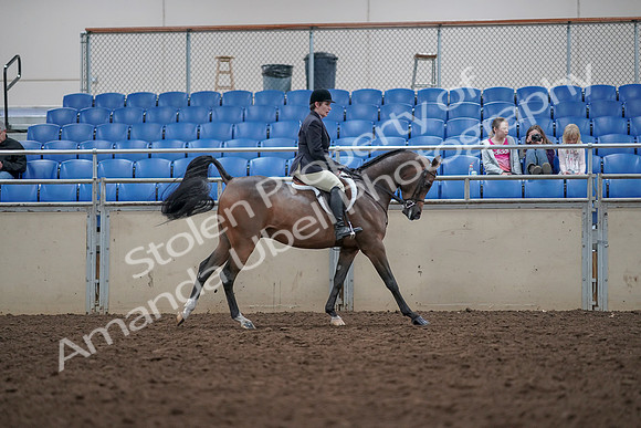 2019 Morgan Horse Show - Aug 31, 2019 - 16091